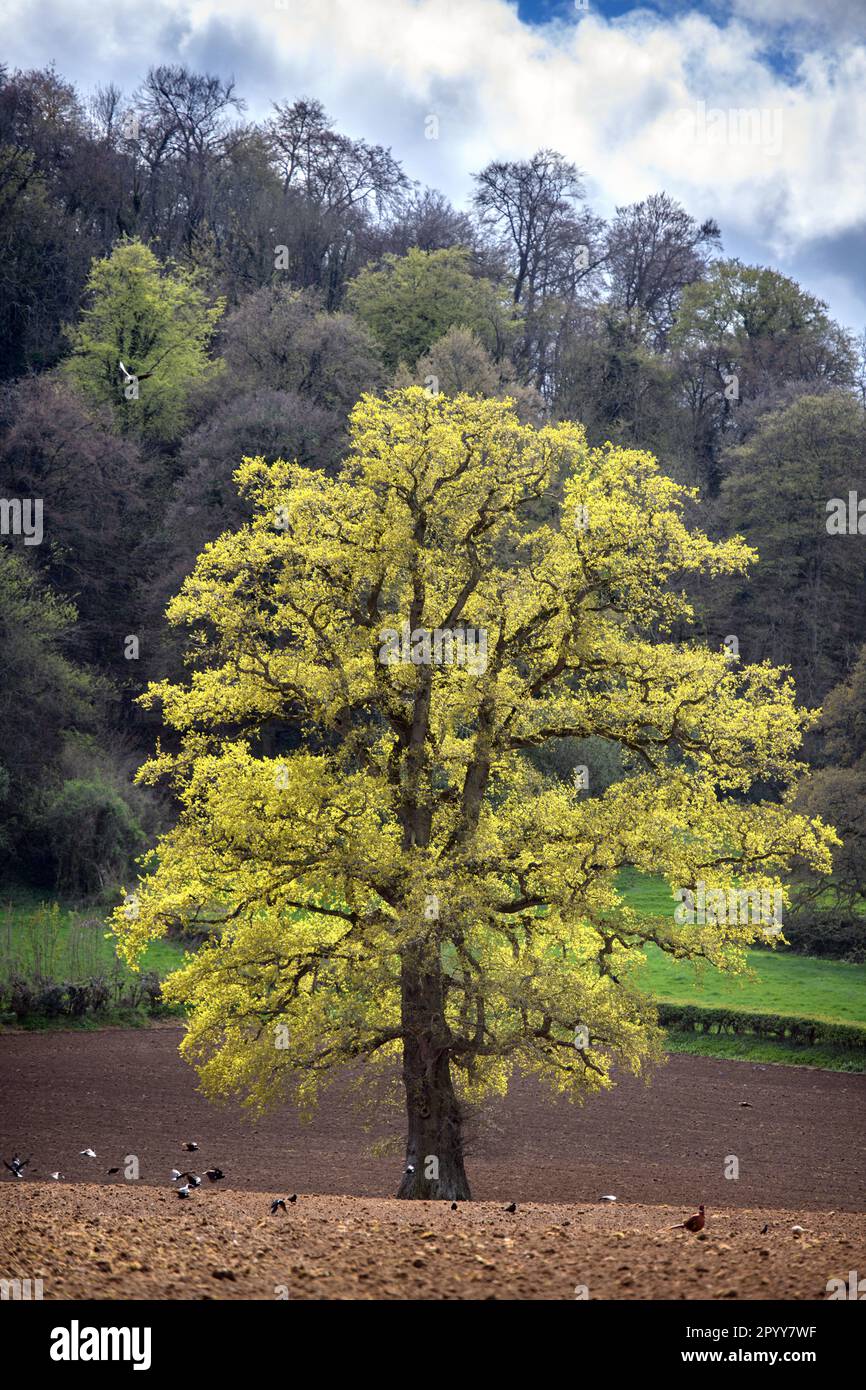 An oak tree coming into leaf near the village of Uley, Gloucestershire