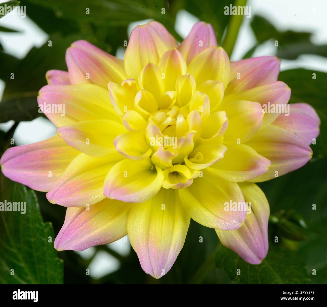 Closeup image of a single Hypnotica Rose Bicolor Dahlia bloom against a