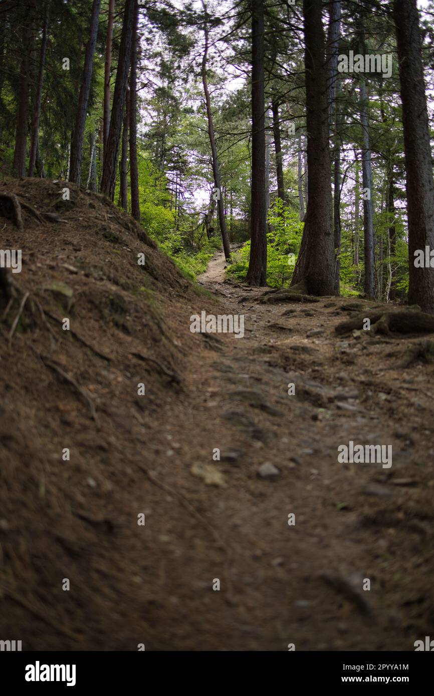 Dirt trail through lush hi-res stock photography and images - Alamy
