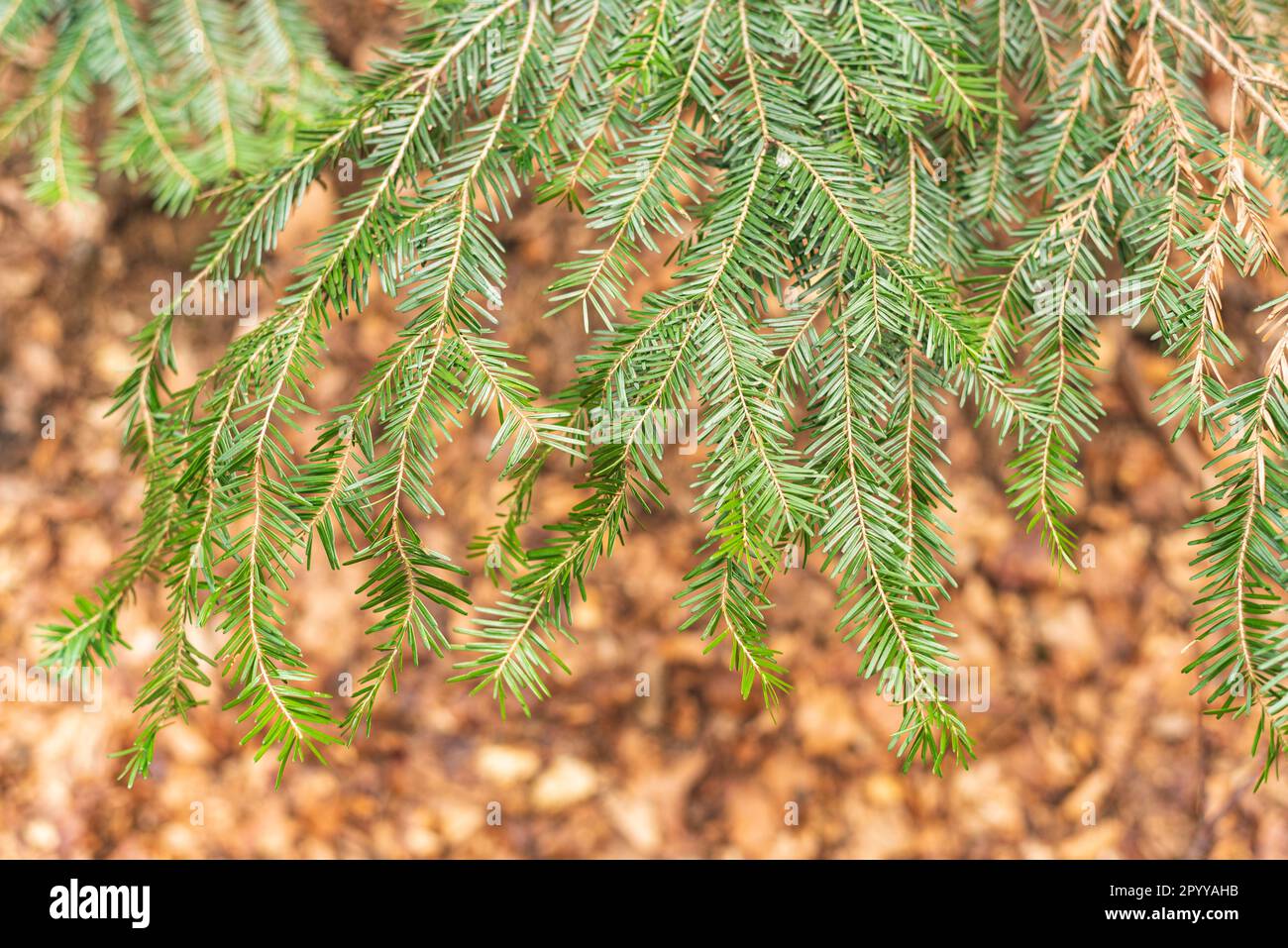Branches of fir tree in mountain forest. Close up Stock Photo - Alamy
