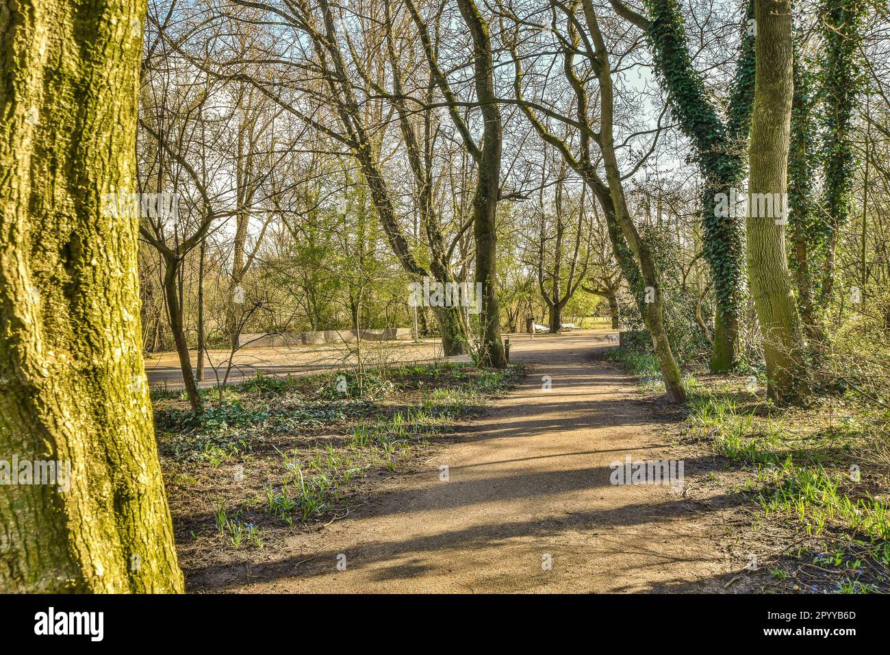a dirt path in the woods with trees and plants on either side, there is ...