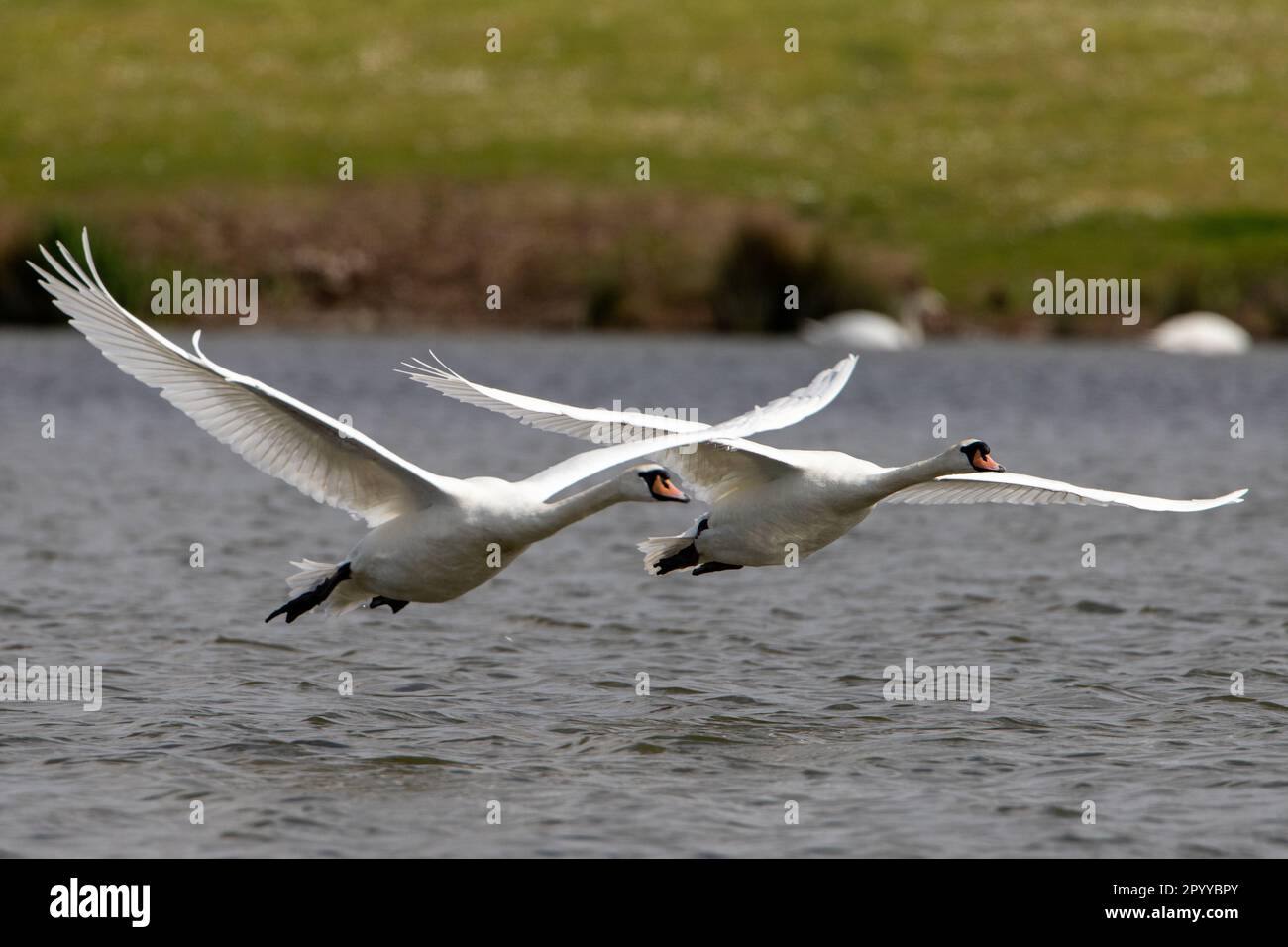 Two Mute Swans taking off from Furzton Lake. Stock Photo