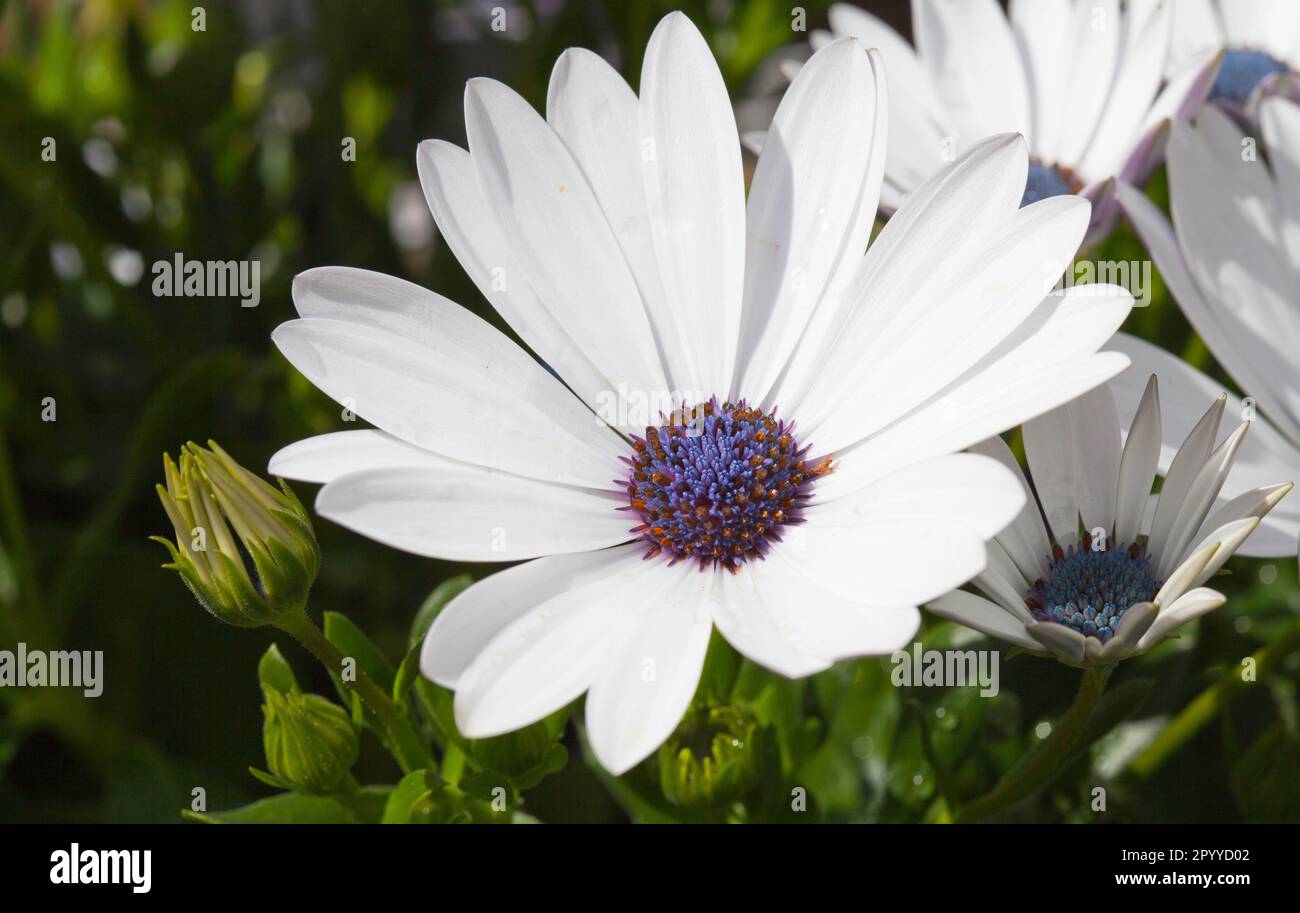 Image of an Osteospermum 'Glistering White' flower head which is also known as an African Daisy or Cape Daisy. Stock Photo