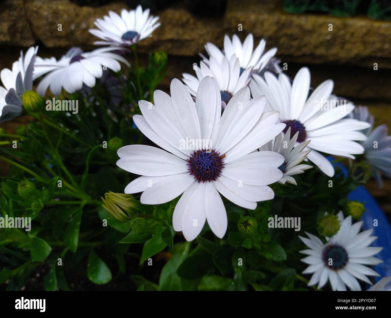 Image of an Osteospermum 'Glistering White' flower head which is also known as an African Daisy or Cape Daisy. Stock Photo