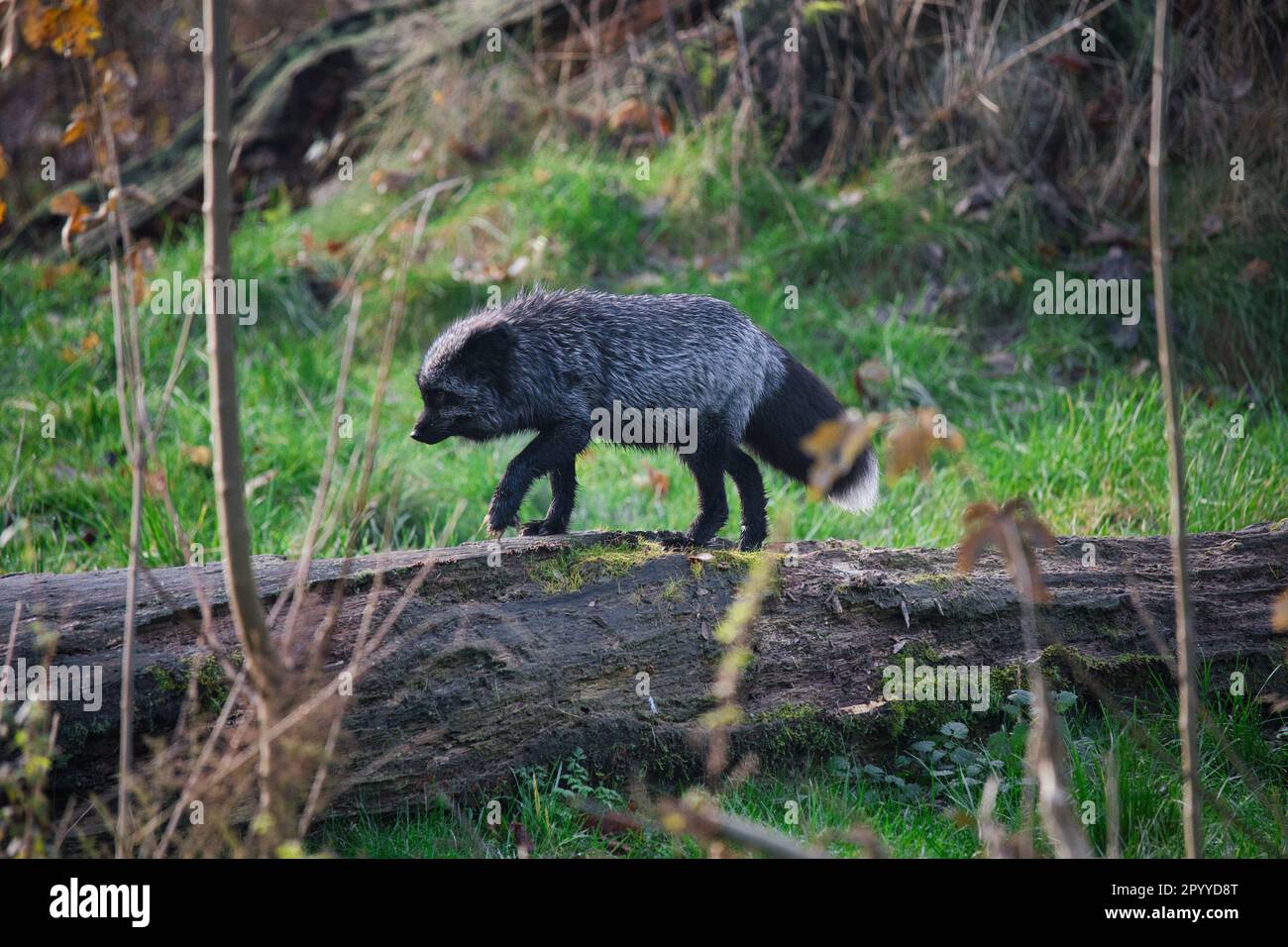 A cute grey fox is captured jumping over a log in a rural meadow, surrounded by lush green grass Stock Photo