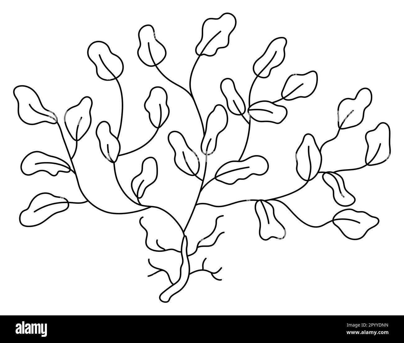 Vector black and white seaweeds icon. Under the sea line illustration with cute phyllophora. Ocean plant clipart. Cartoon underwater or marine clip ar Stock Vector