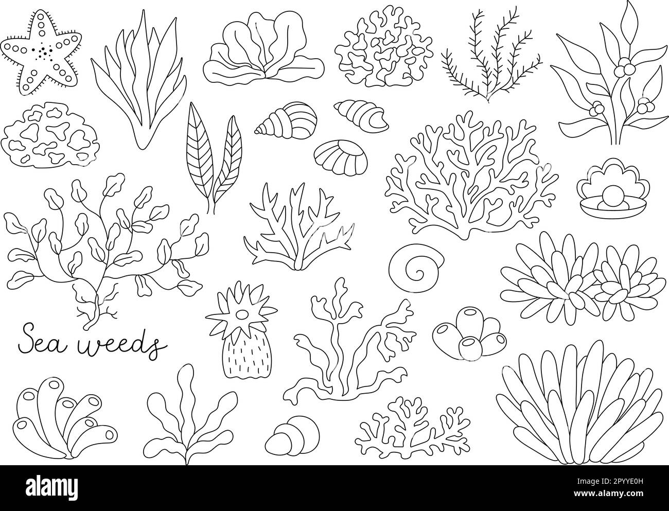 Vector black and white seaweeds set. Sea or ocean plants line collection. Contour corals, actinia, luminaria, star, phyllophora, seashells and pearl c Stock Vector