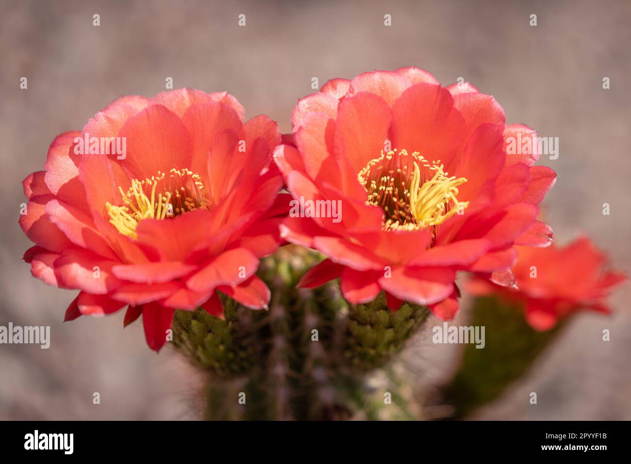 Close-up image of blooming pink acanthocalycium ferrarii flowers in the desert. Stock Photo