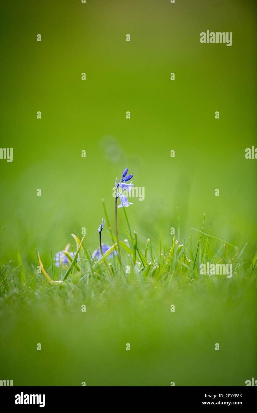 Native British Bluebell flower Stock Photo Alamy