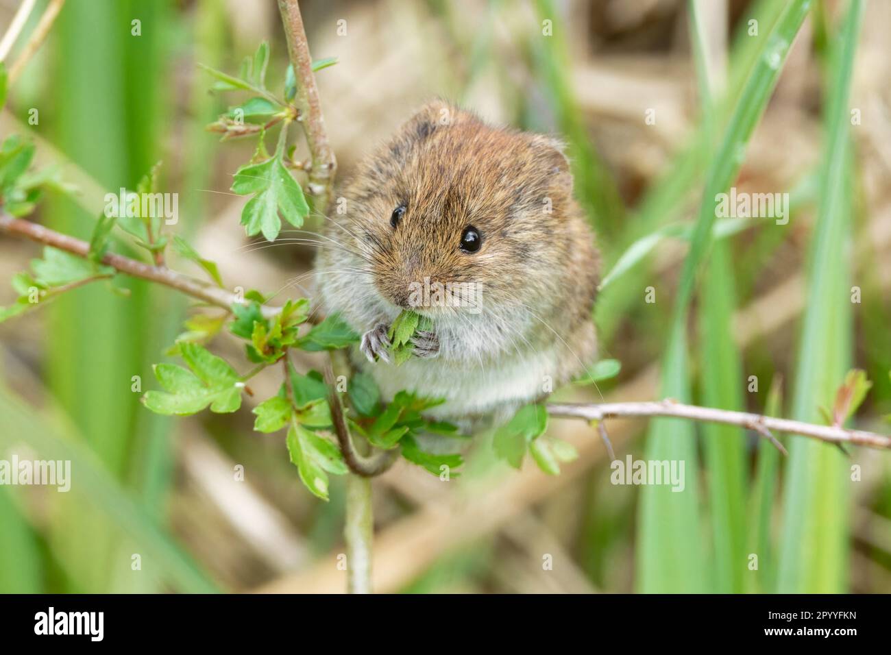 Bank Vole feeding in a hedgerow at Summer Leys Nature Reserve, Beds Cambs and Northants Wildlife trust property Stock Photo