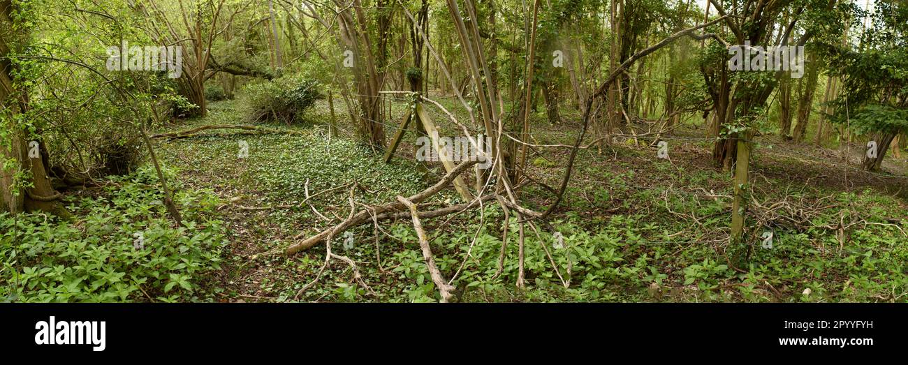 Incongruous: barbed wire fence, posts being overtaken by Ivy, in the ...