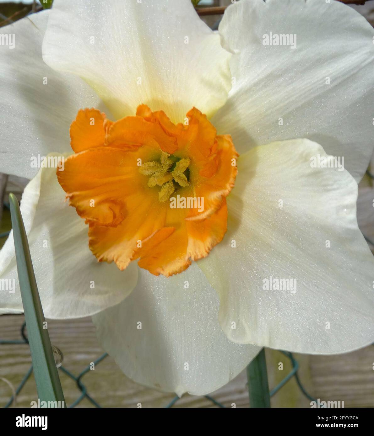 Intimate landscape, natural flowering plant portrait,  of Daffodils glowing in spring sunshine Stock Photo