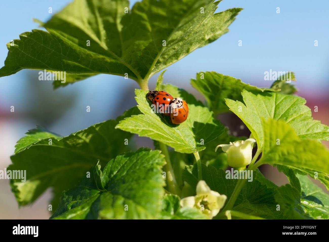 Two mating ladybugs on a green leaf of blackcurrant bush. Nature, close ...