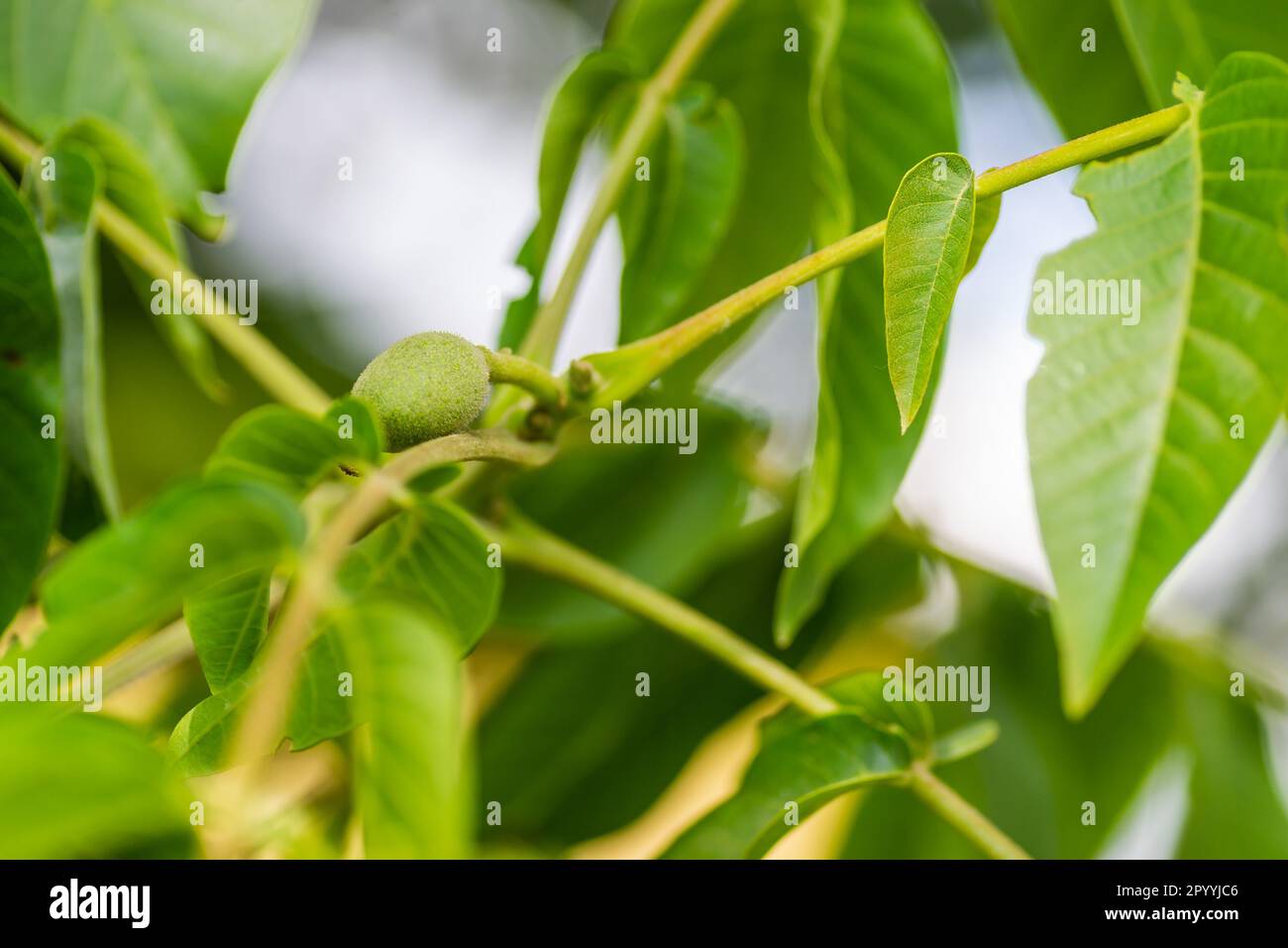 Close-up shot of fresh green young walnut fruits on a branch in the crown of the tree. Stock Photo