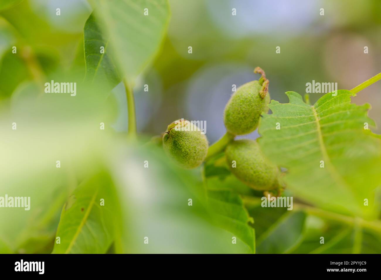 Close-up shot of fresh green young walnut fruits on a branch in the crown of the tree. Stock Photo