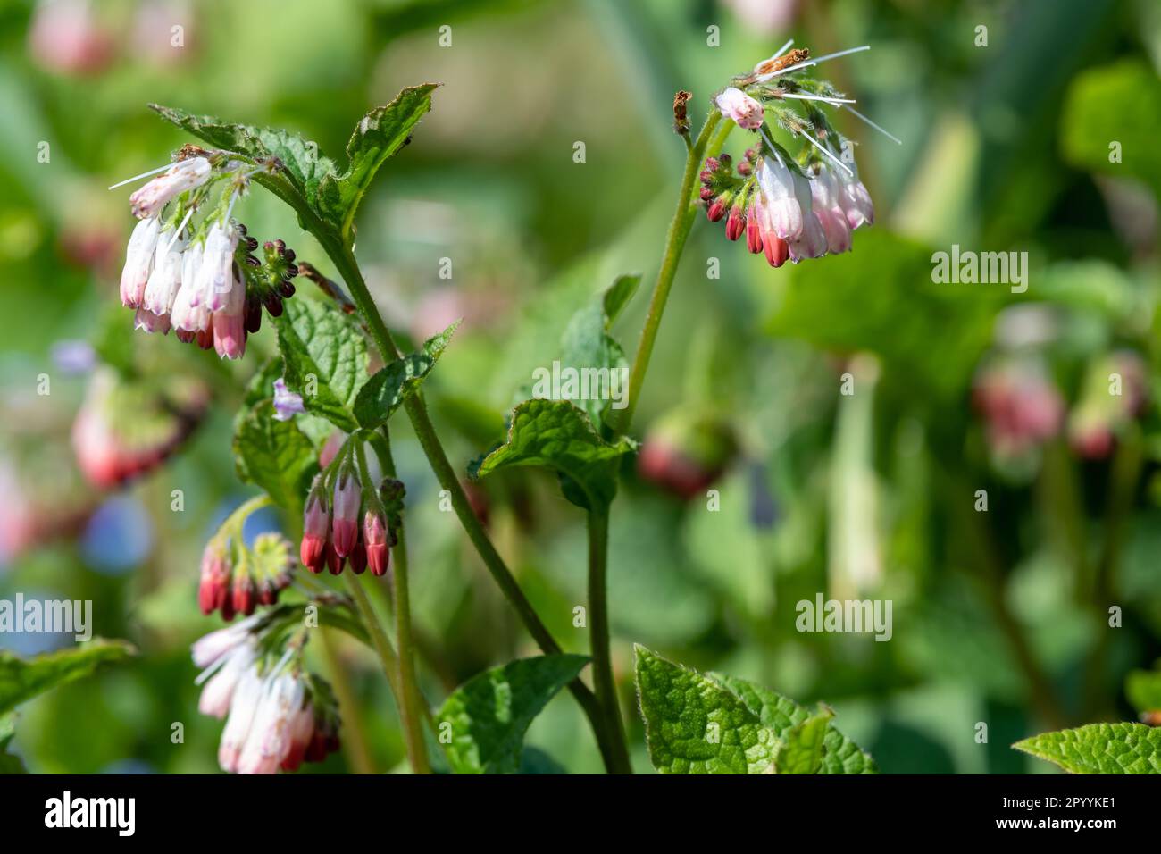 Close up of creeping comfrey (symphytum grandiflorum) flowers in bloom ...