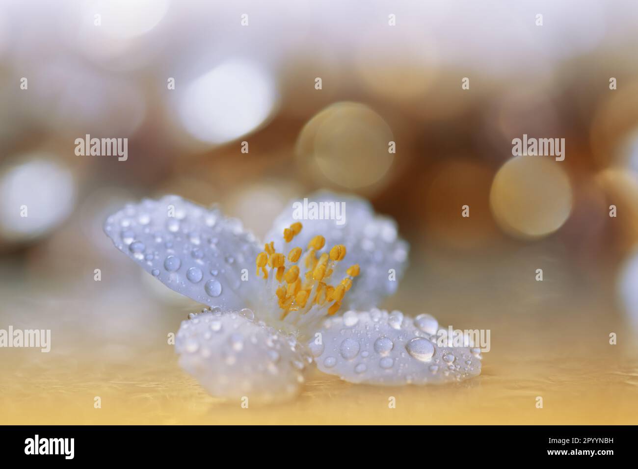 Beautiful Macro Photo.Jasmine Flowers.Floral Art Design.Close up Photography.Conceptual Abstract Image.Golden Background.Wedding Invitation.Aroma. Stock Photo