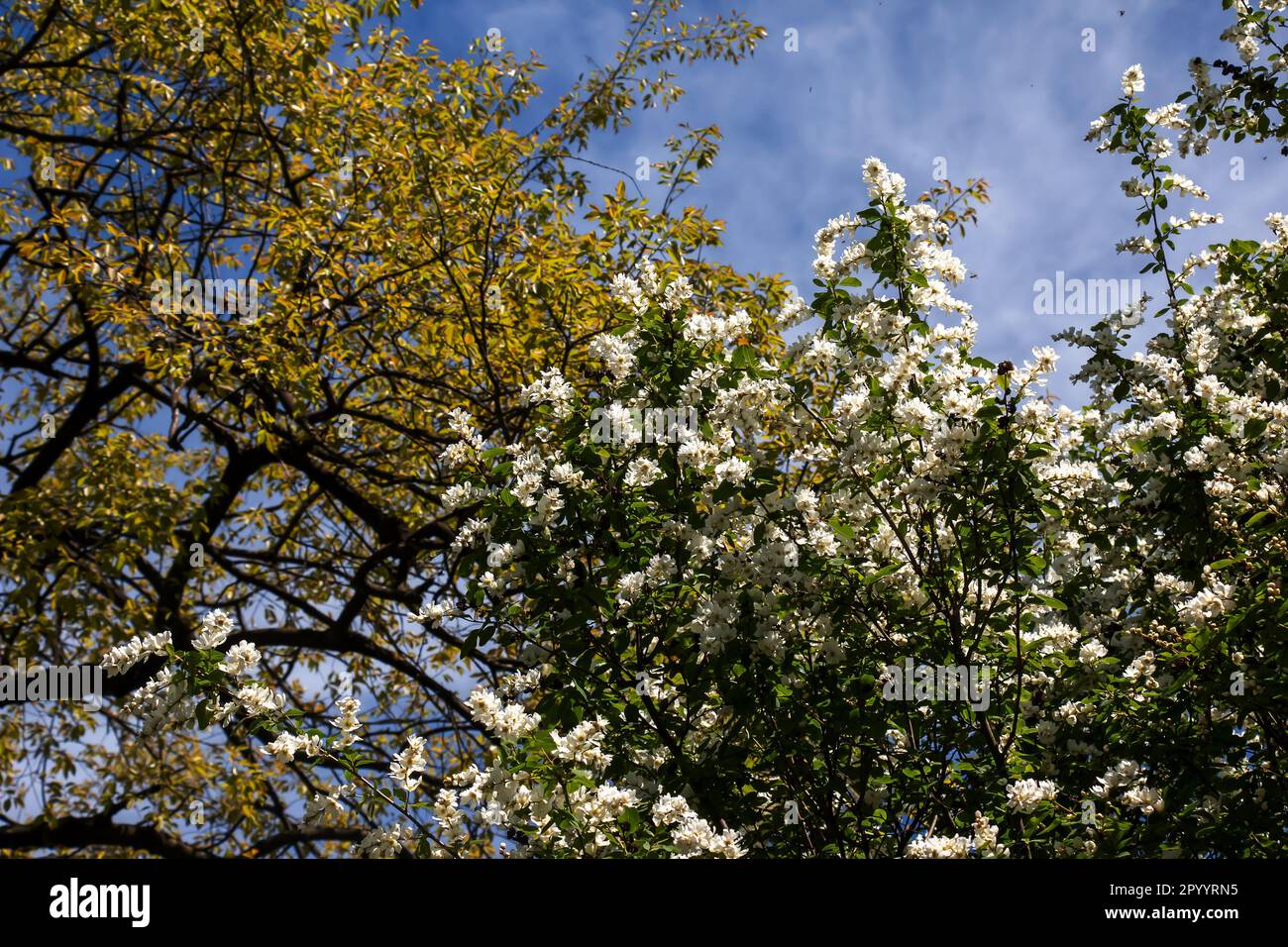 Flowering branch of Exochorda korolkowii in spring. Exochorda albertii ...