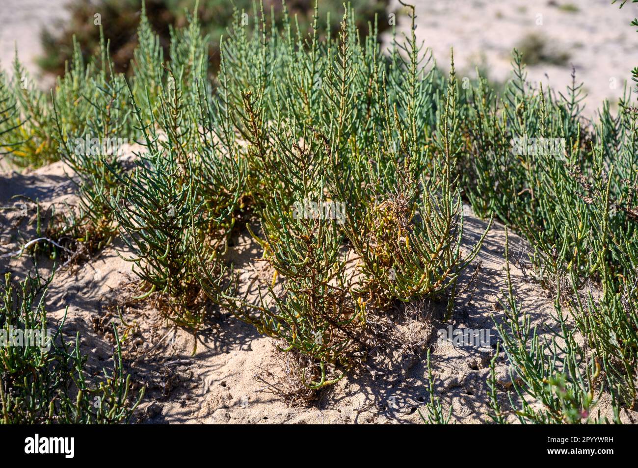 Salicornia edible plants growing in salt marshes, beaches, named also