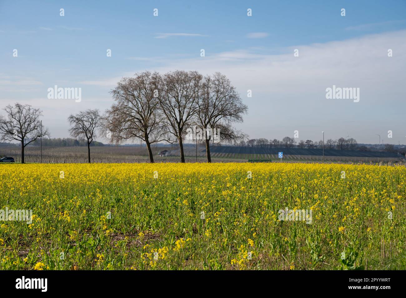 Botanical collection, Rapeseed Brassica napus bright-yellow flowering ...
