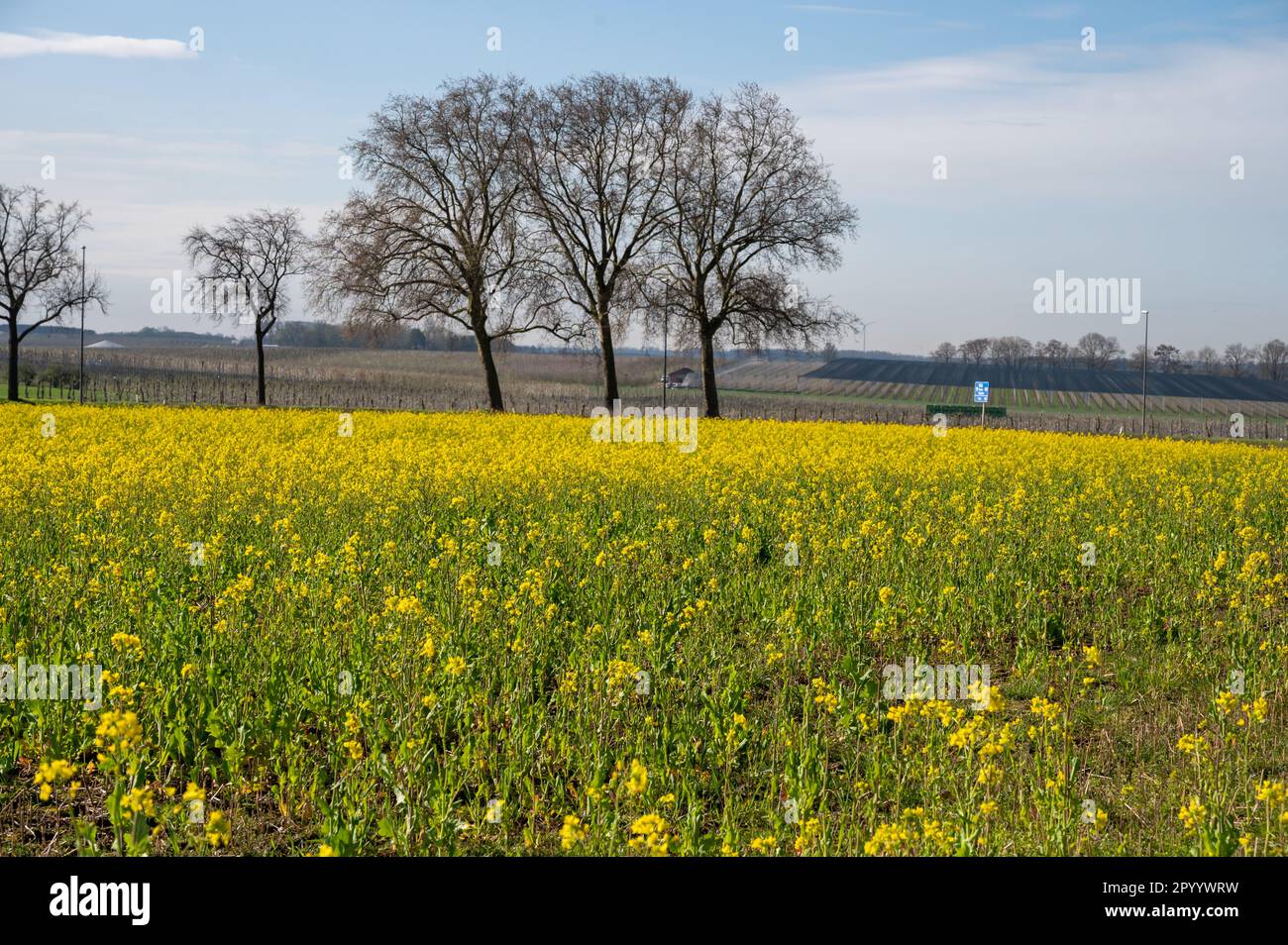 Botanical collection, Rapeseed Brassica napus bright-yellow flowering ...