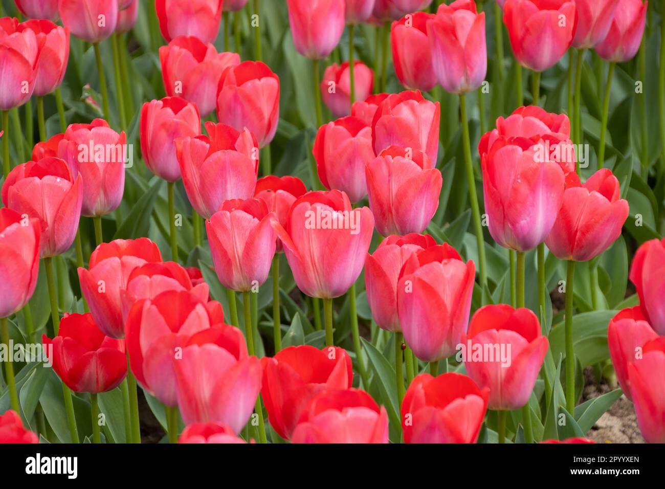 Springtime Tulips Red Beautiful tulips blossom in springtime hi-res stock photography and ...