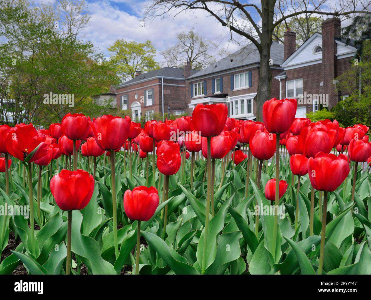 Mass planting of deep red tulips on a residential street Stock Photo