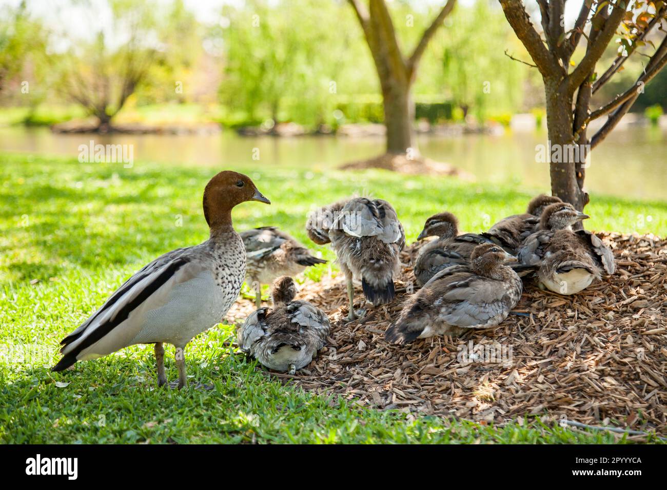 Family of Australian Wood Ducks or Maned Duck (Chenonetta jubata) Stock Photo