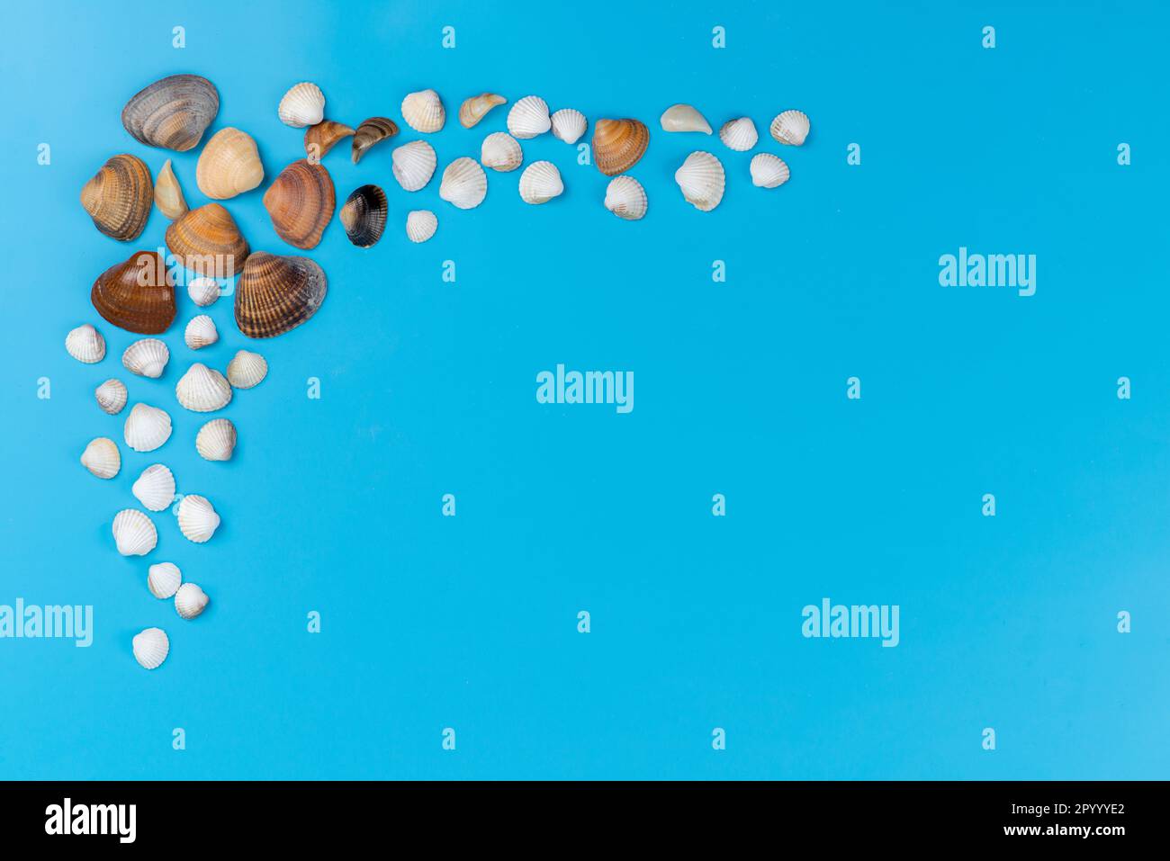 Fresh Top Shell Lined top shells hi-res stock photography and images - Alamy