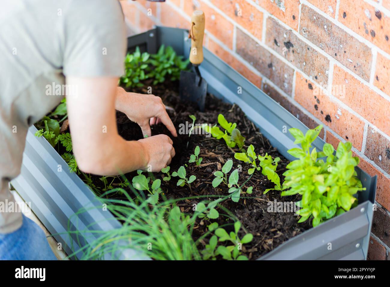 urban gardening woman planting seedlings in raised garden bed on back
