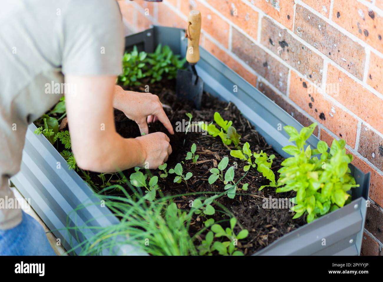 urban gardening woman planting seedlings in raised garden bed on back deck of unit home Stock Photo