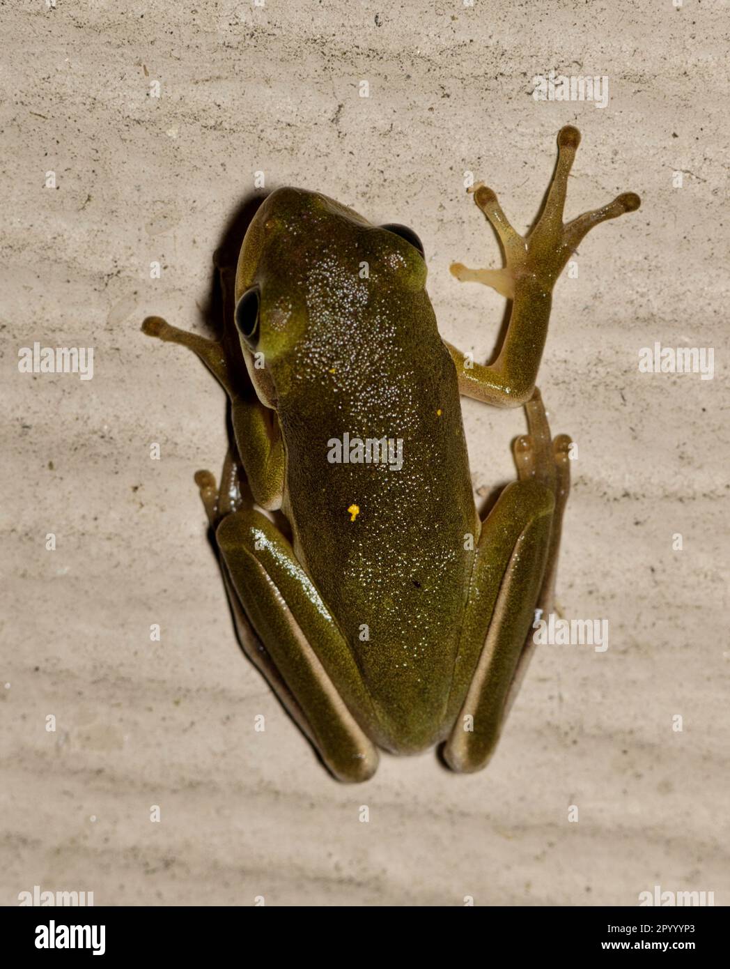 American Green Tree Frog (Dryophytes cinereus) or Hyla Cinerea hunting