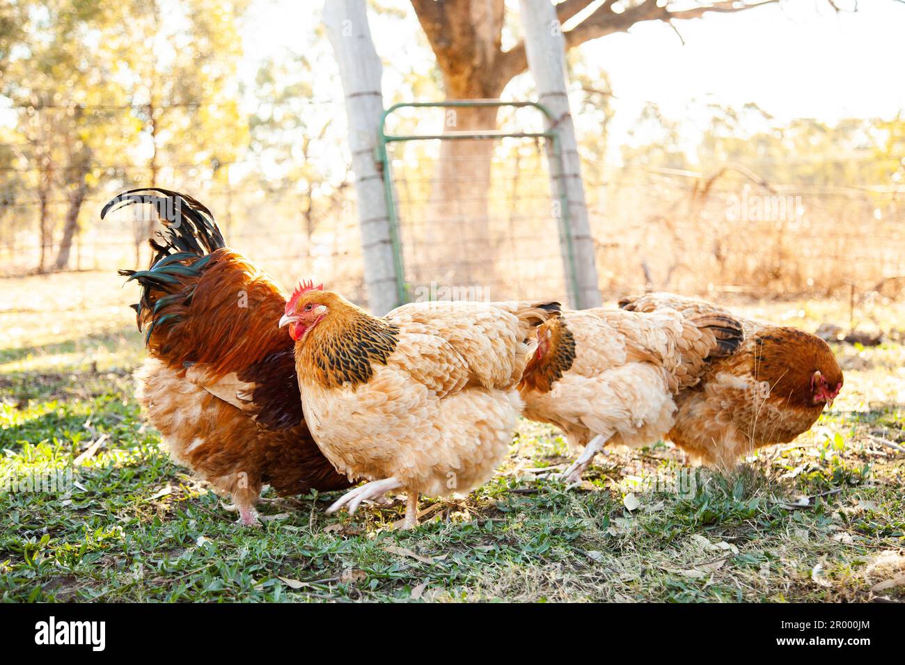 Buff Sussex hen and rooster in chook yard on Australian farm Stock Photo