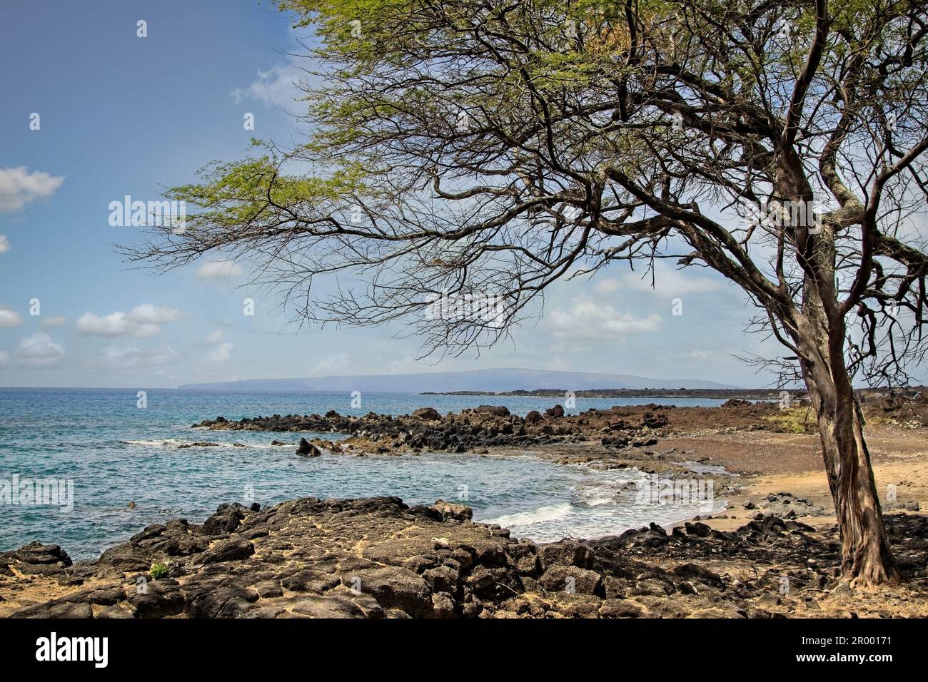 Suruchi Tree On a trail along the southwest shore of Maui near La Perouse Bay ...
