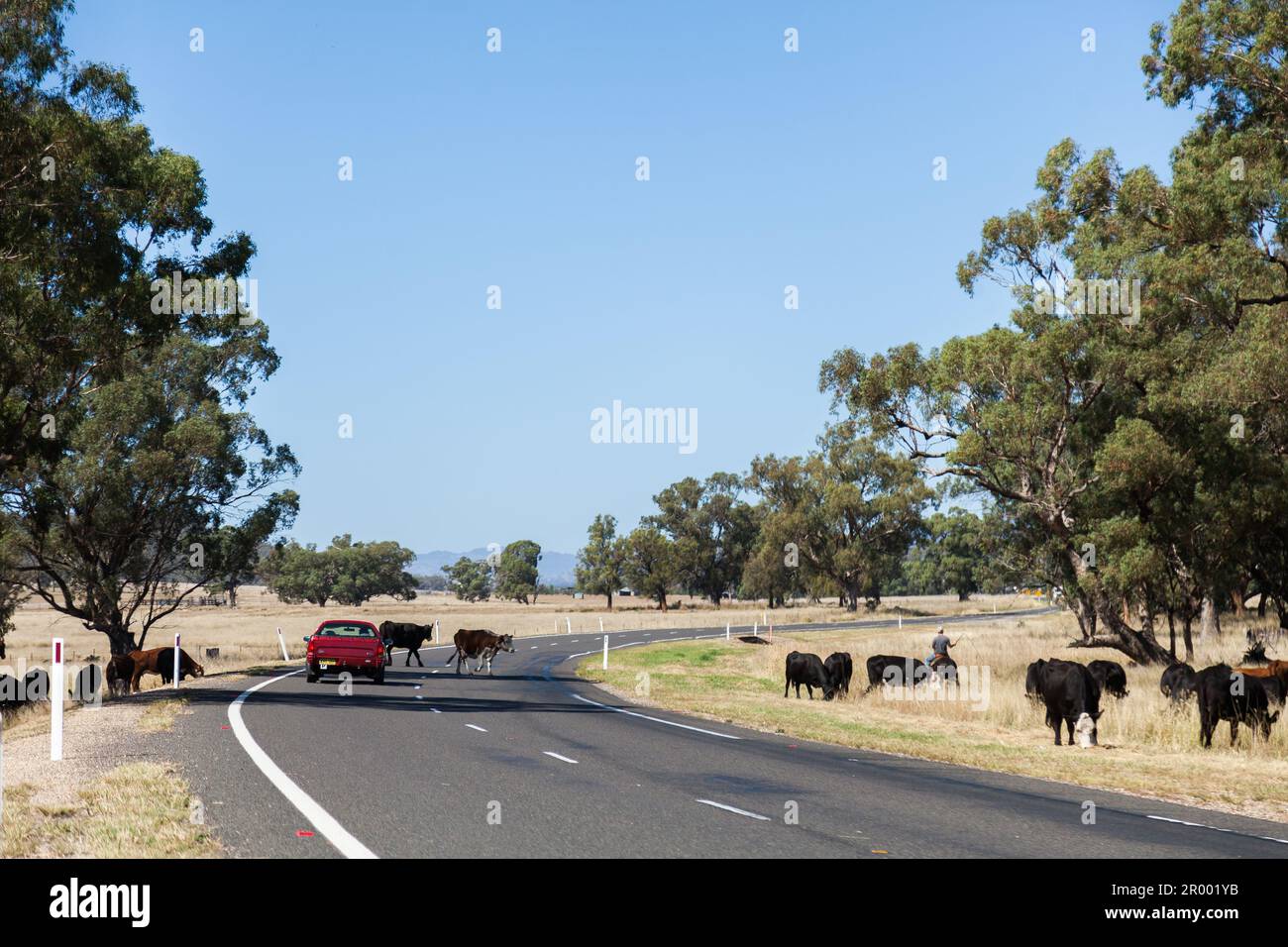 red ute on rural australian road with cattle crossing over Stock Photo