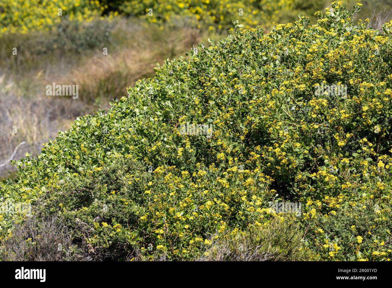 Invasive to Australia,  South African Bitou Bush in flower Stock Photo