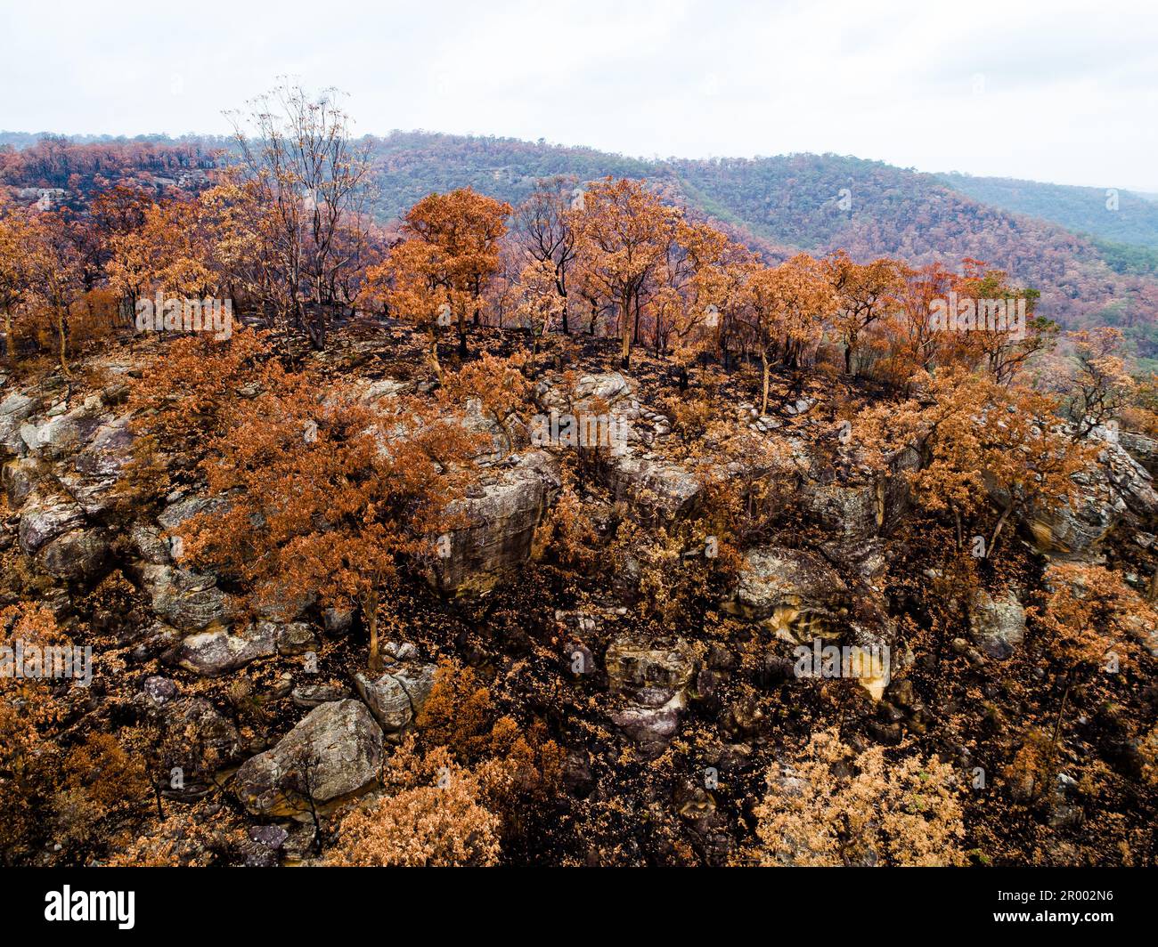 Burnt trees and blacked ground on hillside of national park bushland in Australia after bushfire natural disaster Stock Photo