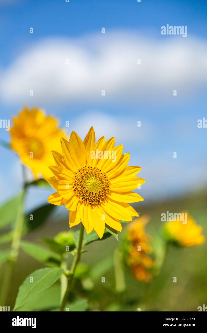 Wild golden sunflower in bright Australian sunlight with blue sky in rural NSW Stock Photo