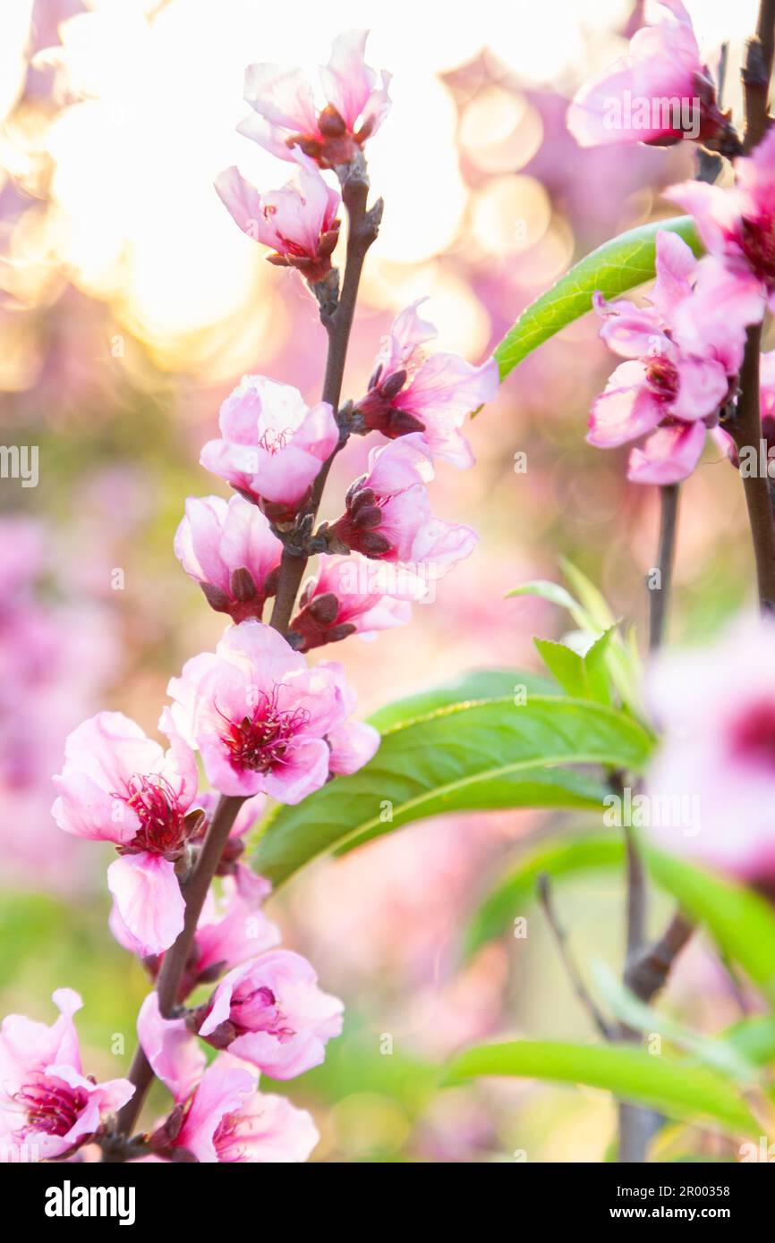Pink blossoms on peach bush on a spring afternoon with bokeh sunlight in background Stock Photo