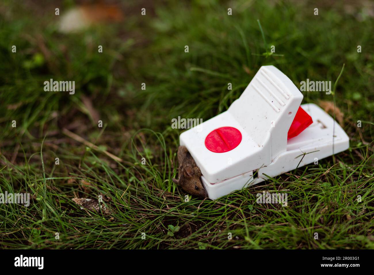 dead mouse caught in a mouse trap outside on farm Stock Photo