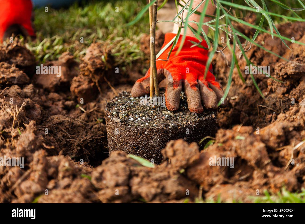 planting native Australian tree in clay soil Stock Photo Alamy