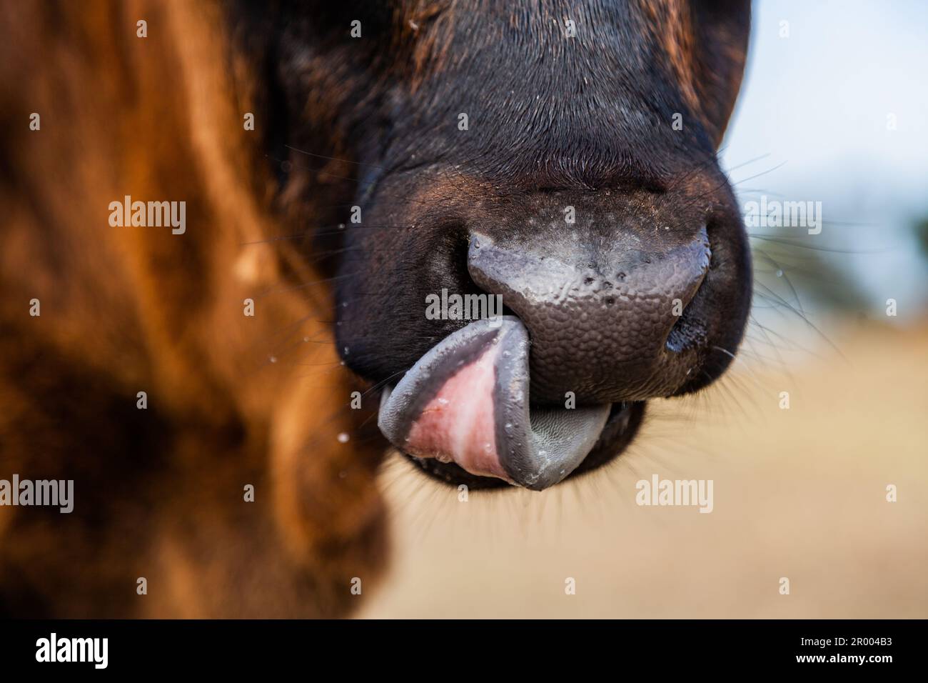 Close up of the nose of a young calf licking its nose Stock Photo