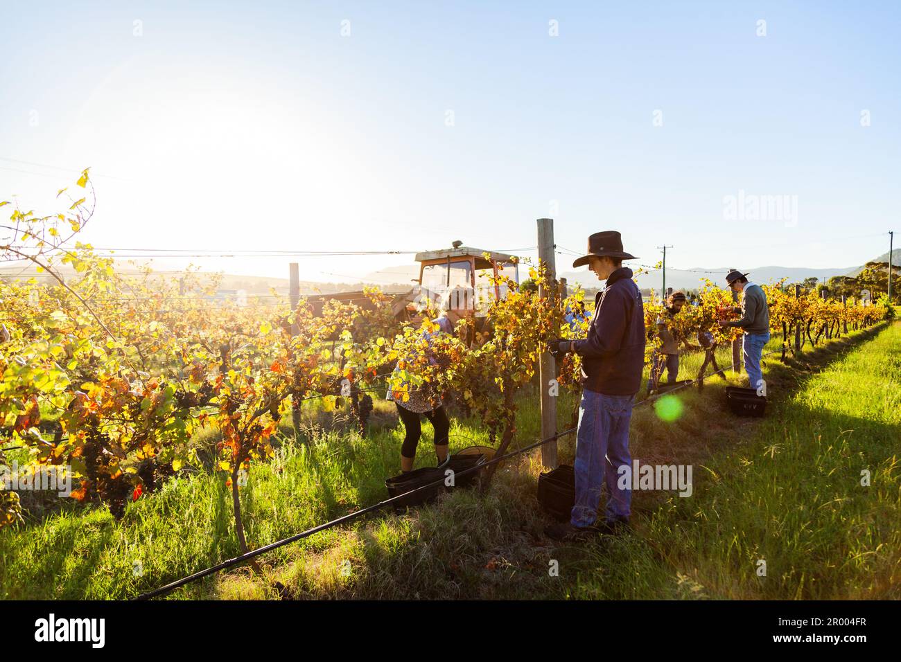 People working in Australian vineyard hand picking grapes during harvest season Stock Photo