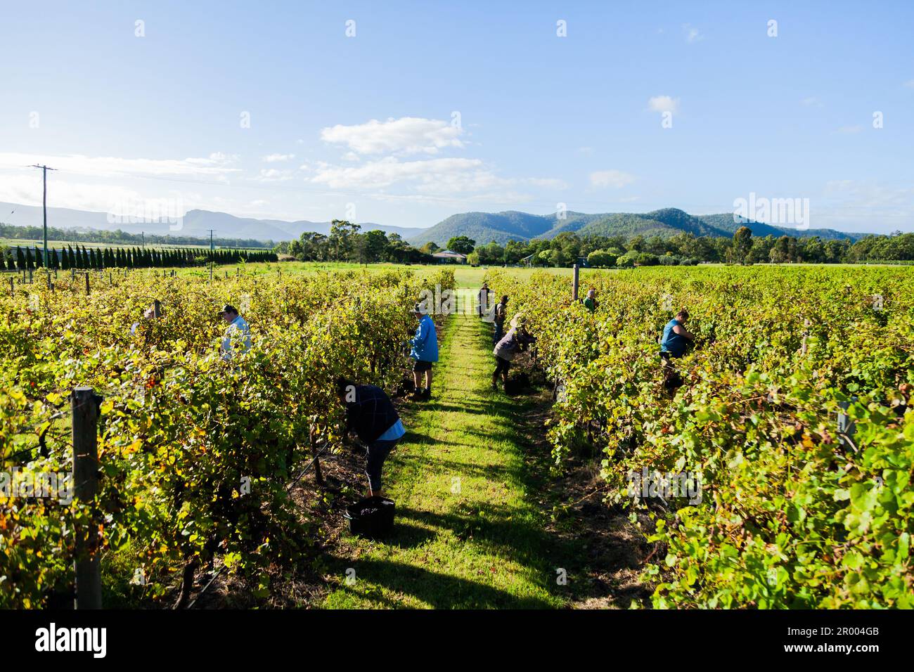 Backpackers and local grape pickers working in vineyard in Hunter Valley of Australia Stock Photo