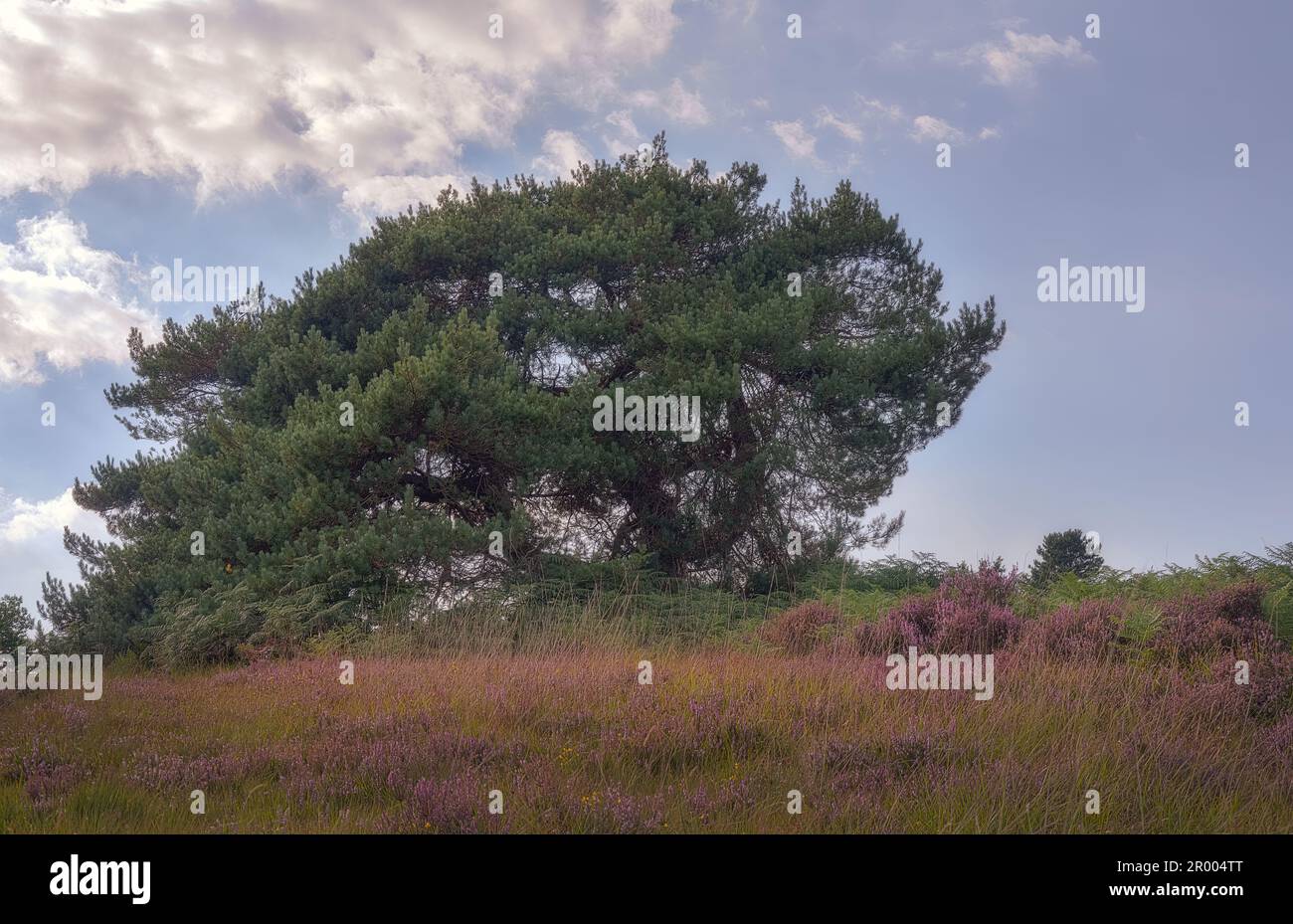 Pine tree in Ashdown Forest in summer, East Sussex, South of England Stock Photo