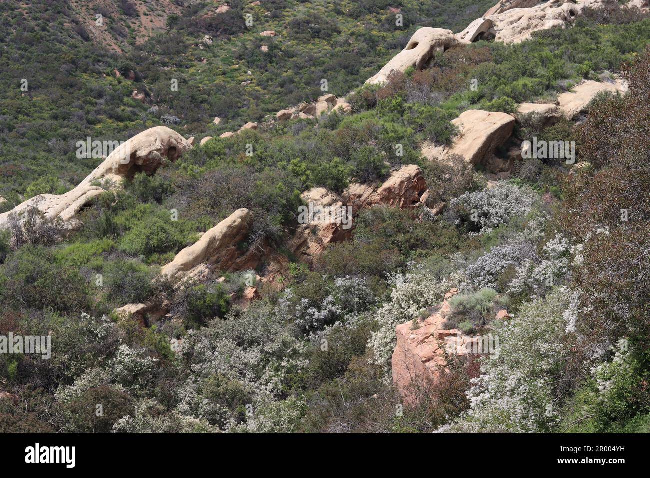 Springtime blooms awaken in the Elfin Forest, also known as Chaparral, a biodiversity hotspot worthy of protection in the Santa Monica Mountains. Stock Photo