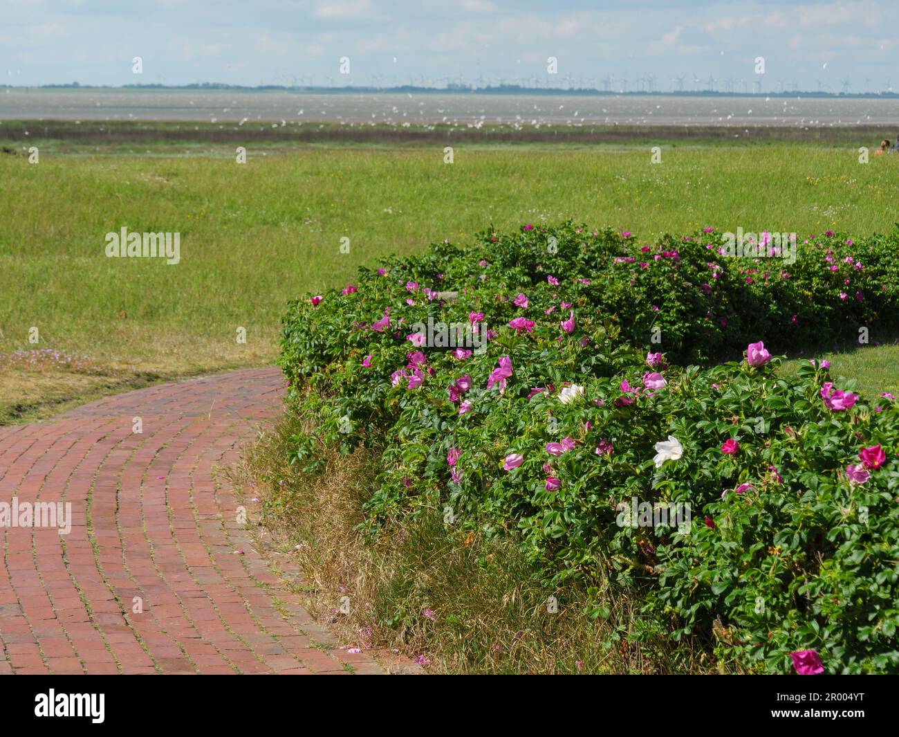 A scenic pathway lined with bright pink flowers leads to a lush green ...