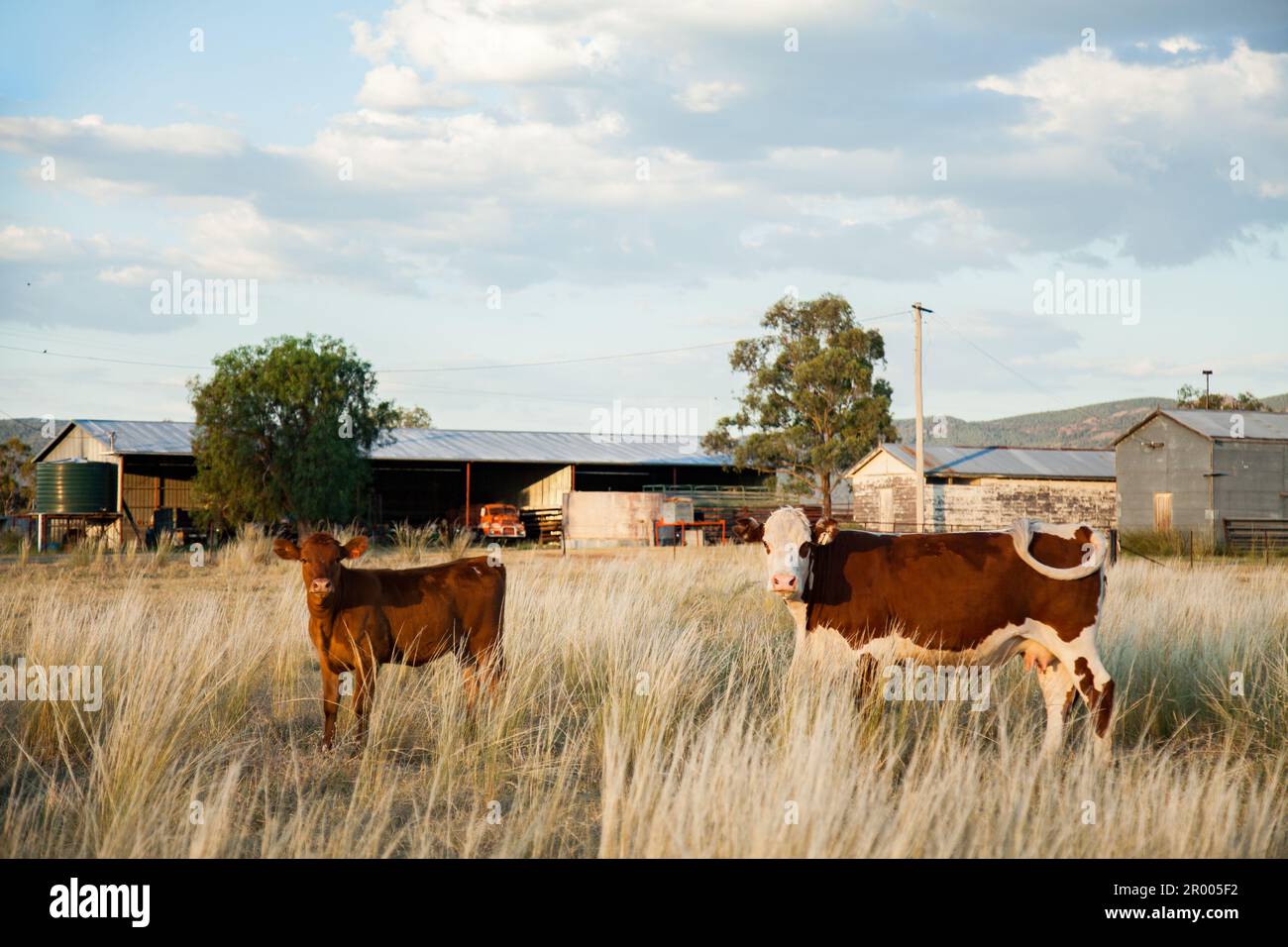 Cow and calf in grassy farm paddock on rural property in Australia Stock Photo