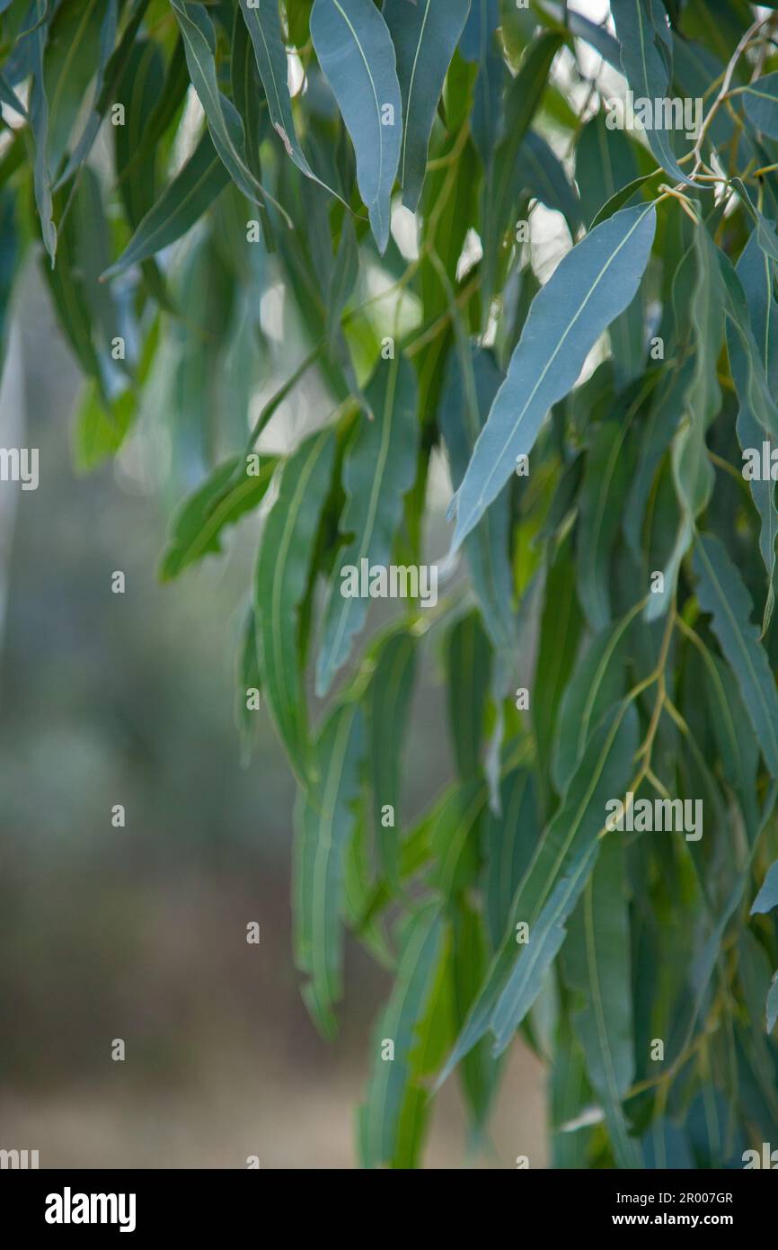 Australian gum tree leaves hires stock photography and images Alamy