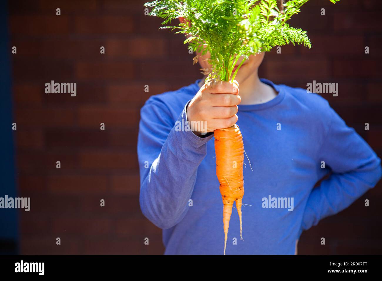 Child holding up homegrown carrot vegetable freshly picked from vegie garden in backyard Stock Photo